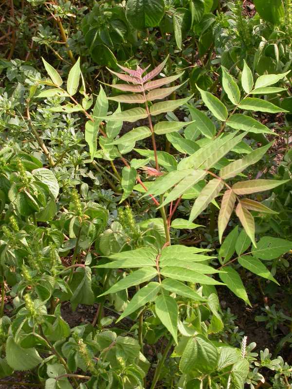 Perennial Weeds Example Weeds Even if you want to have a natural or 'wild' garden, you will